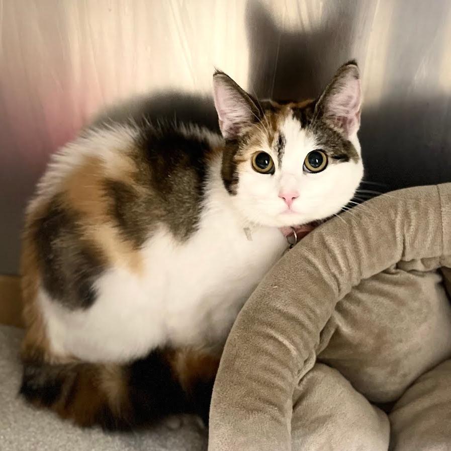 Enlarge Miley, a Adoptable Domestic Long Hair in Donalsonville, GA image 3/3