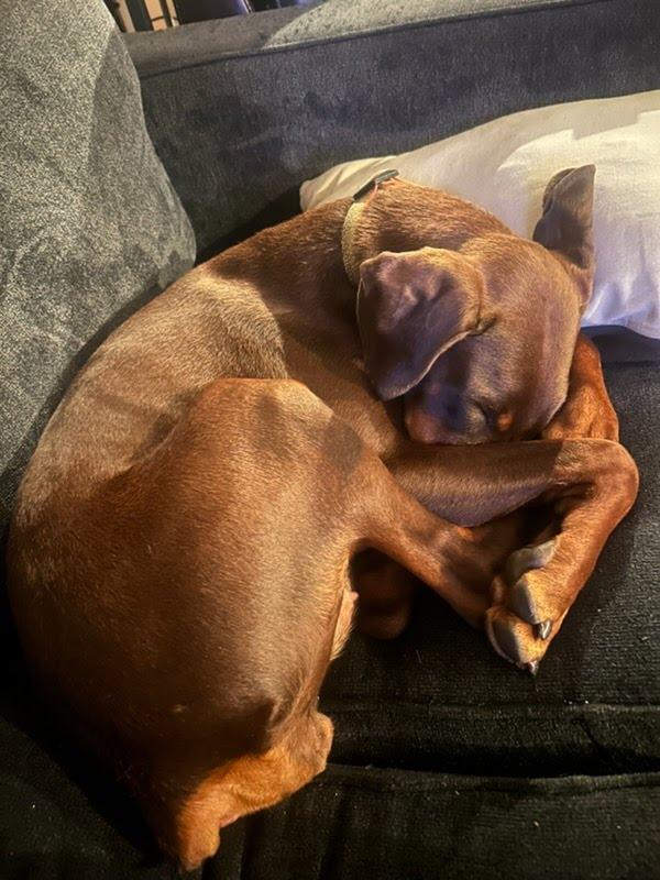 Enlarge Nuba, a Adoptable Doberman Pinscher in San Diego, CA image 6/6