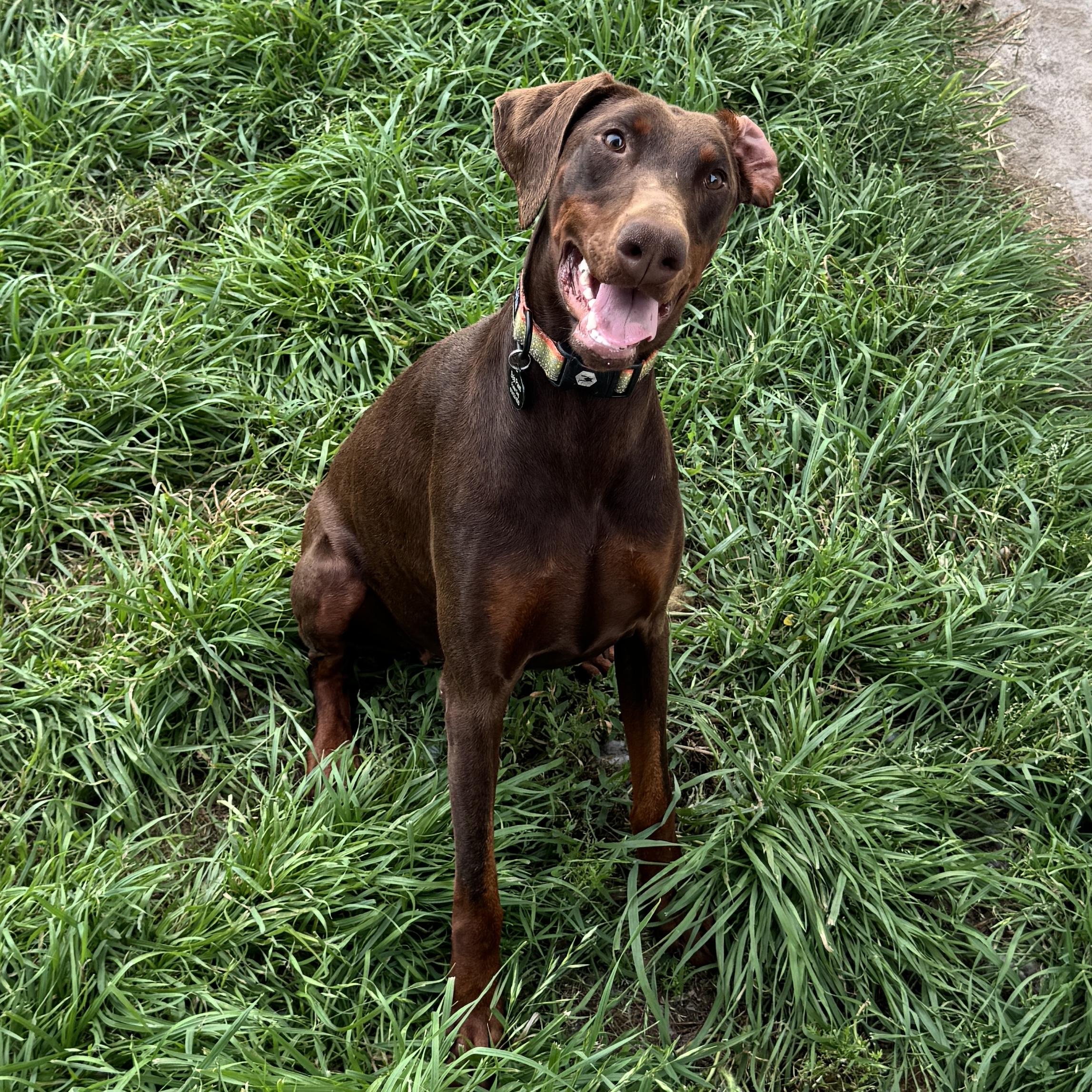 Enlarge Nuba, a Adoptable Doberman Pinscher in San Diego, CA image 3/6