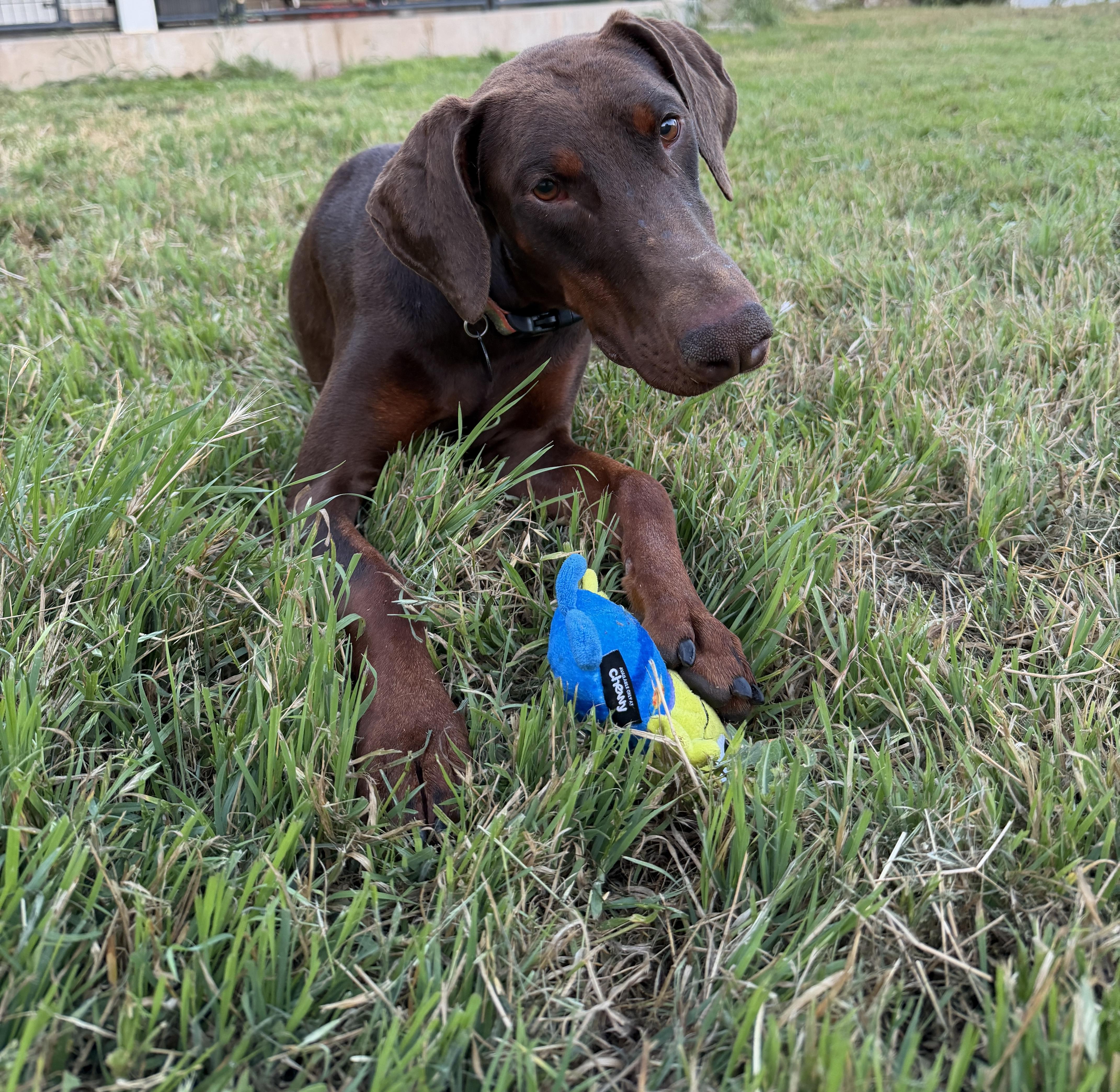 Nuba, Adoptable, Young Female Doberman Pinscher.