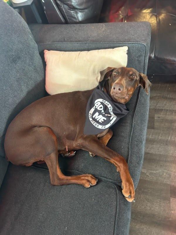 Enlarge Nuba, a Adoptable Doberman Pinscher in San Diego, CA image 5/6