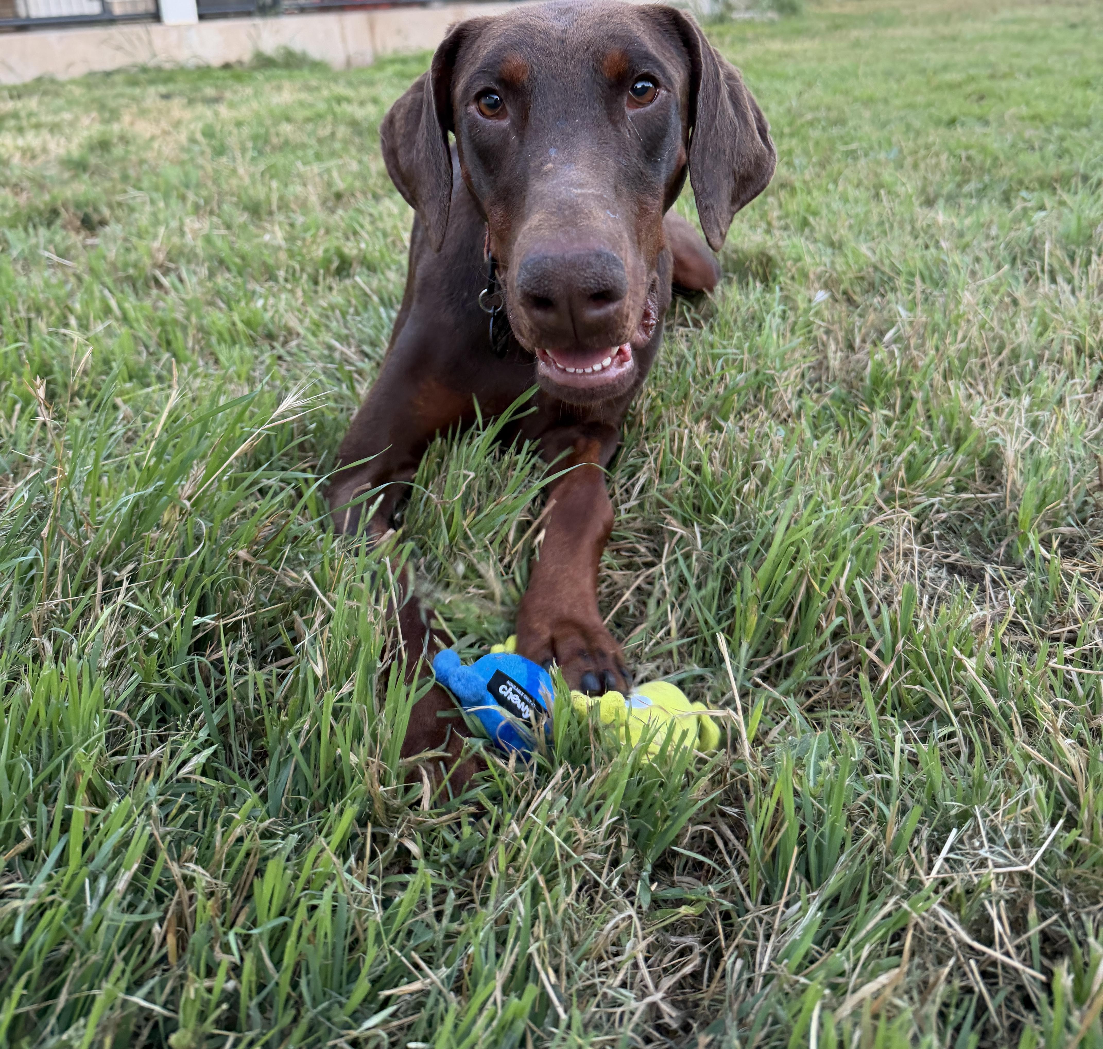 Enlarge Nuba, a Adoptable Doberman Pinscher in San Diego, CA image 2/6