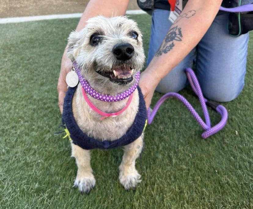 Emma and Sarra, a ADOPTABLE Cairn Terrier in Las Vegas, NV image 1/2