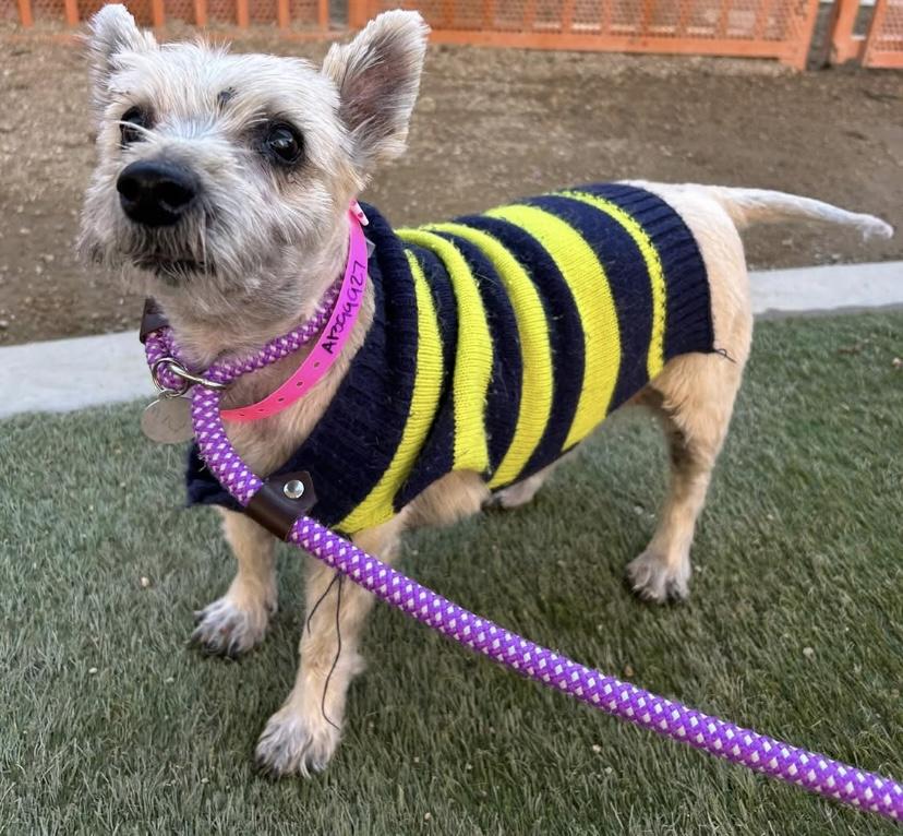 Emma and Sarra, a ADOPTABLE Cairn Terrier in Las Vegas, NV image 2/2