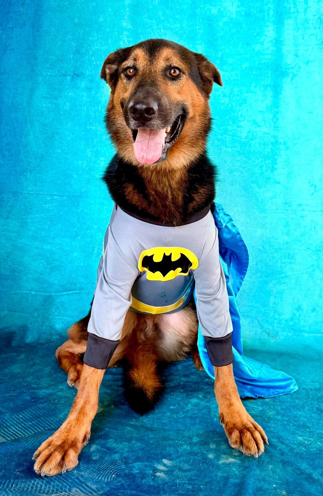 Enlarge Oso, a Adoptable mixed breed in Fabius, NY image 5/6