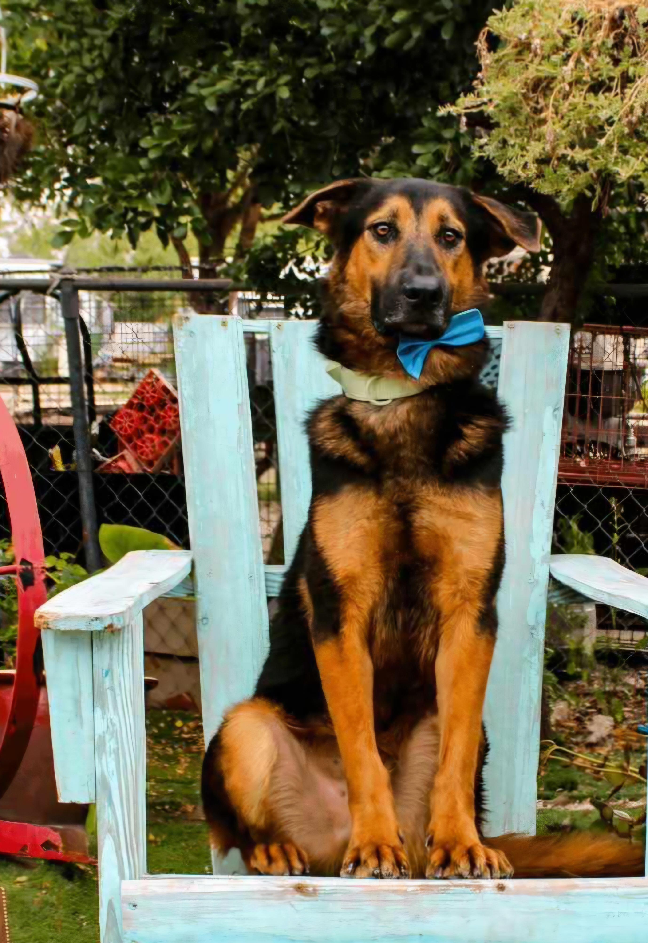 Enlarge Oso, a Adoptable mixed breed in Fabius, NY image 2/6