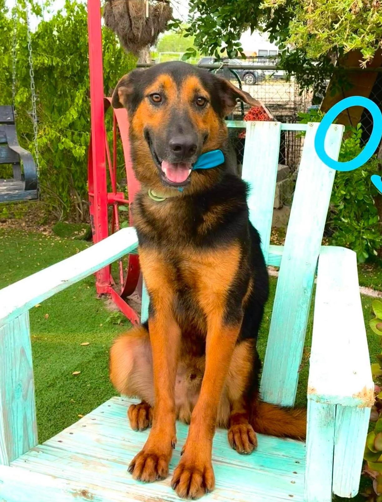 Enlarge Oso, a Adoptable mixed breed in Fabius, NY image 4/6