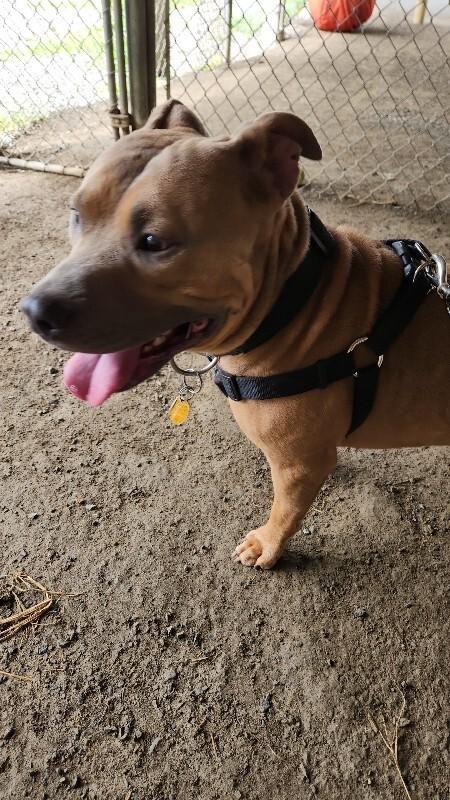 Enlarge Tank, a Adoptable mixed breed in Cortland, NY image 1/2
