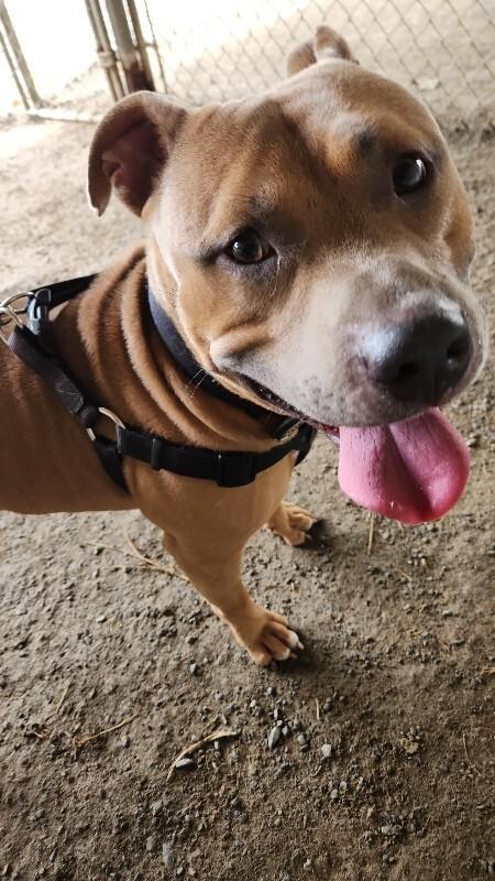 Enlarge Tank, a Adoptable mixed breed in Cortland, NY image 2/2