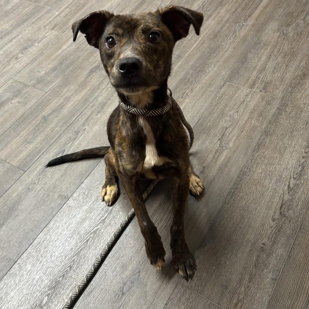 Poppy, Adoptable, Young Female Pit Bull Terrier.