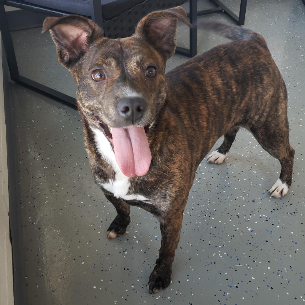 Enlarge Poppy, a Adoptable Pit Bull Terrier in Danville, KY image 2/2