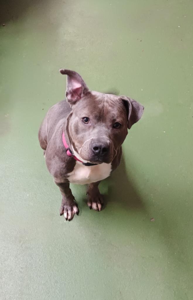 Minnie, Adoptable, Adult Female Mixed Breed.