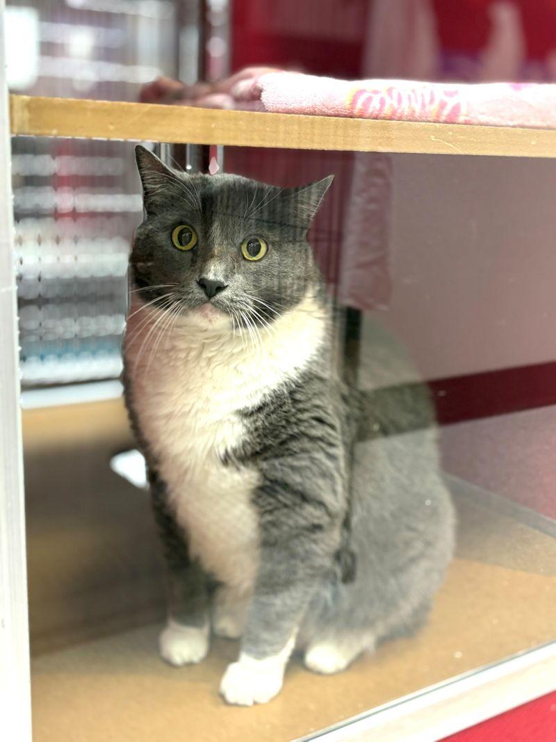 Wanda, Adoptable, Senior Female Domestic Short Hair.