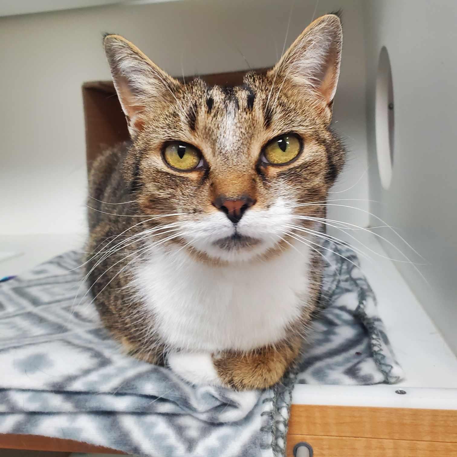 Tiger (bonded pair with Aria)