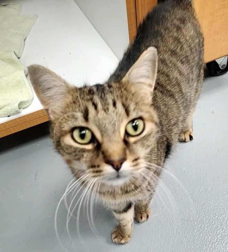 Tiger (bonded pair with Aria)