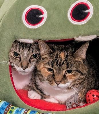 Tiger (bonded pair with Aria)