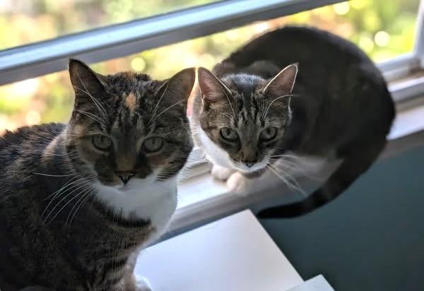 Tiger (bonded pair with Aria)