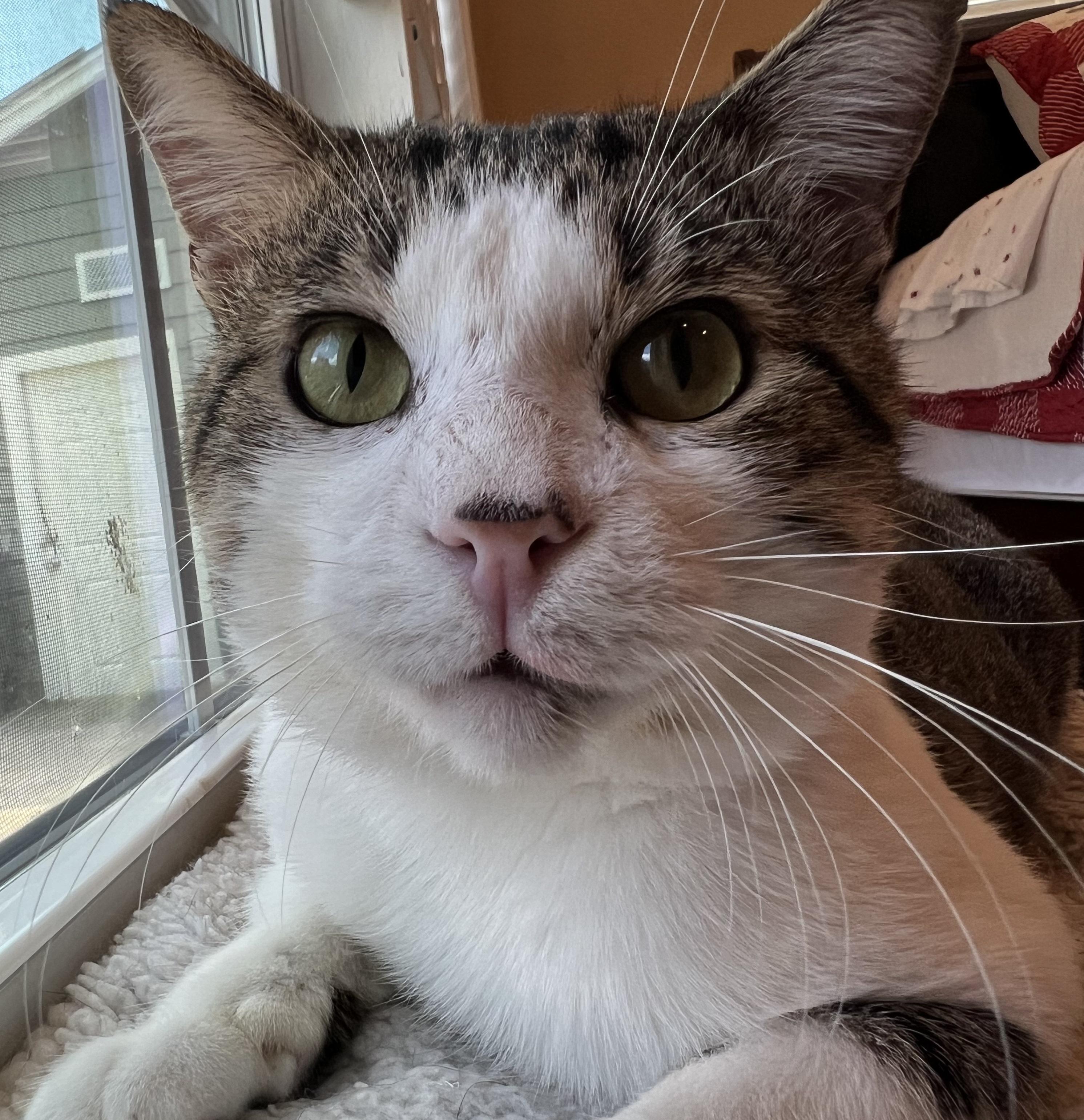 Albie #endlessly-affectionate