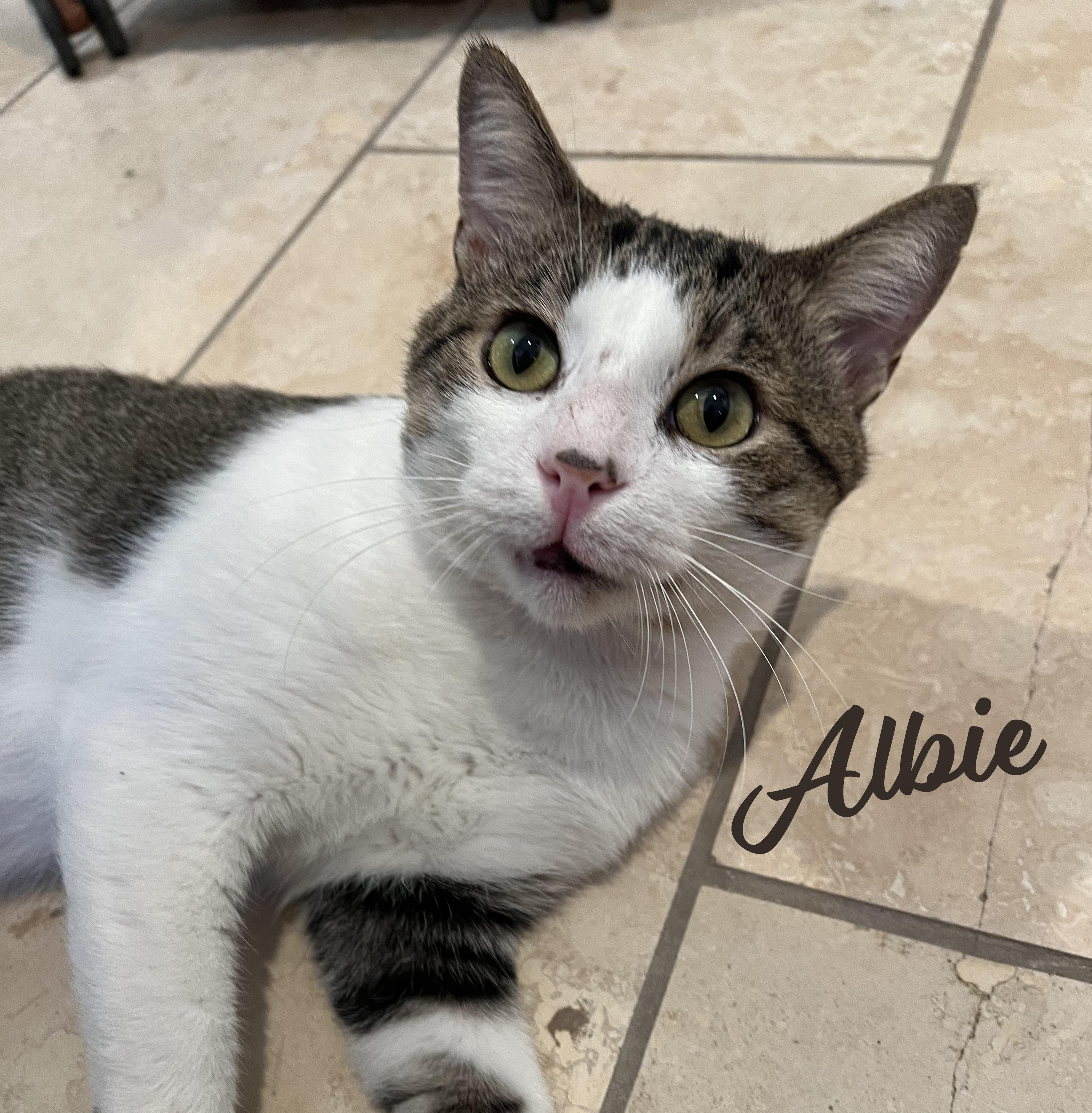 Albie #endlessly-affectionate