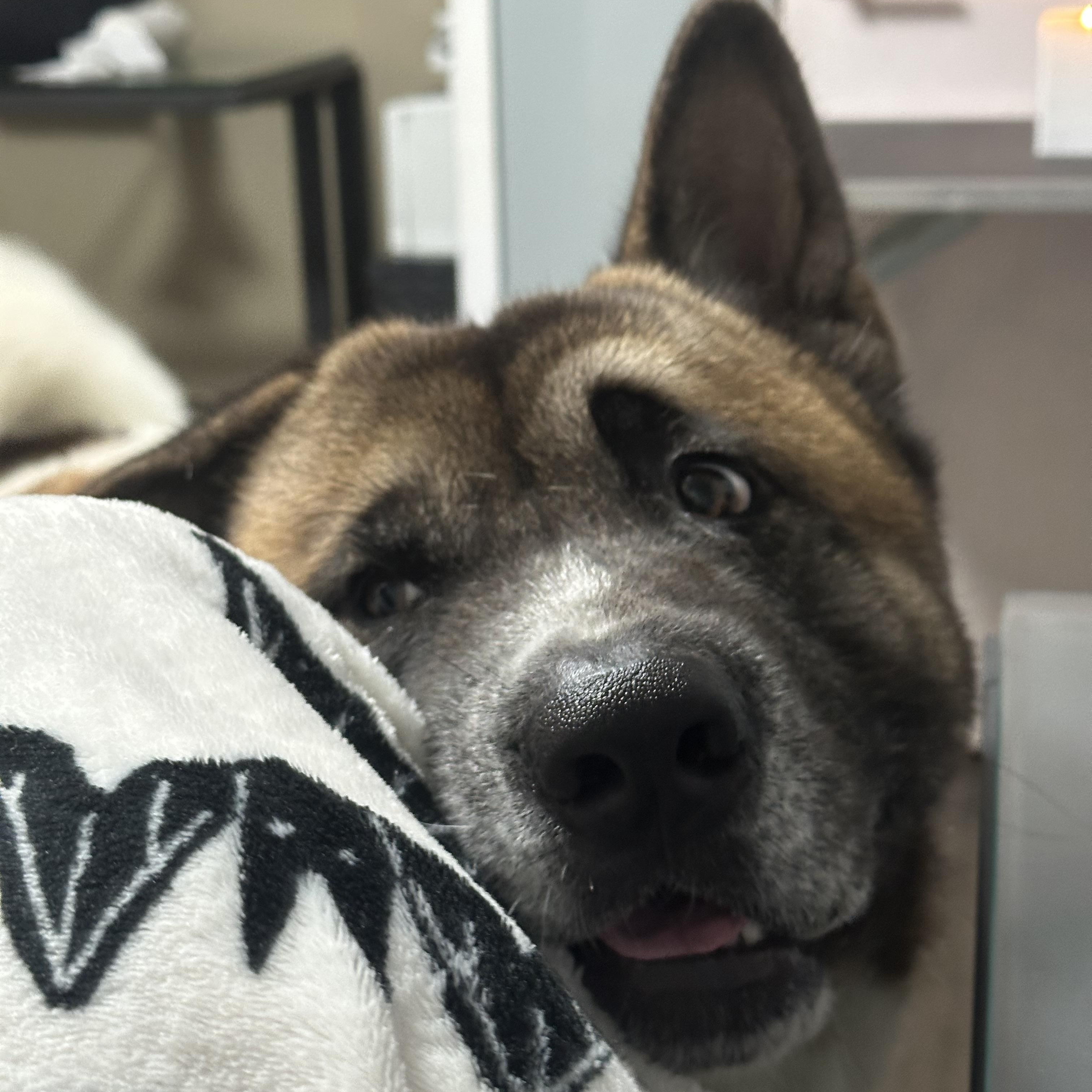 Enlarge Cubby, a ADOPTABLE Akita in Loxahatchee, FL image 2/4