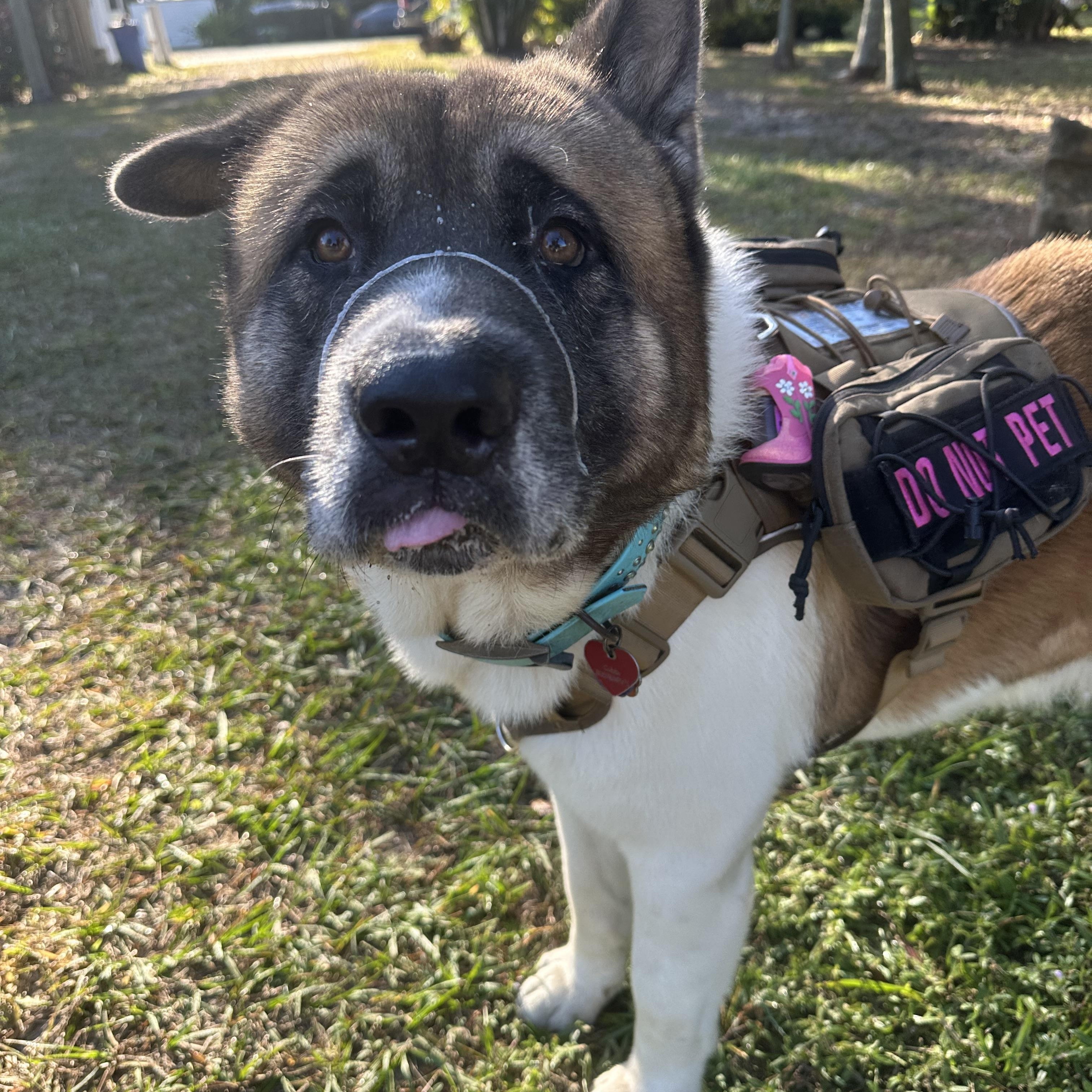 Enlarge Cubby, a ADOPTABLE Akita in Loxahatchee, FL image 4/4
