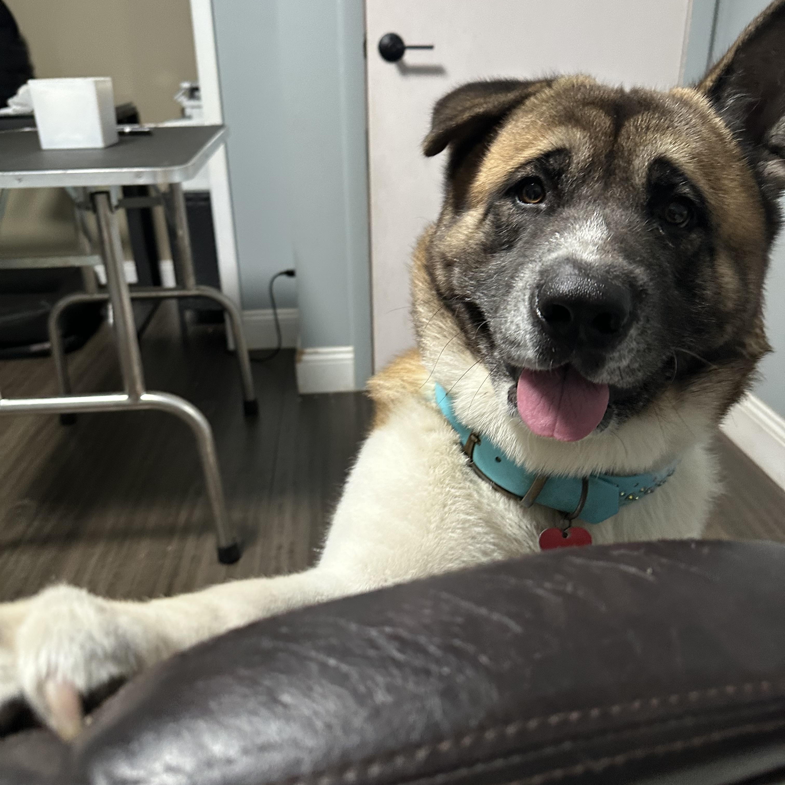 Enlarge Cubby, a ADOPTABLE Akita in Loxahatchee, FL image 3/4