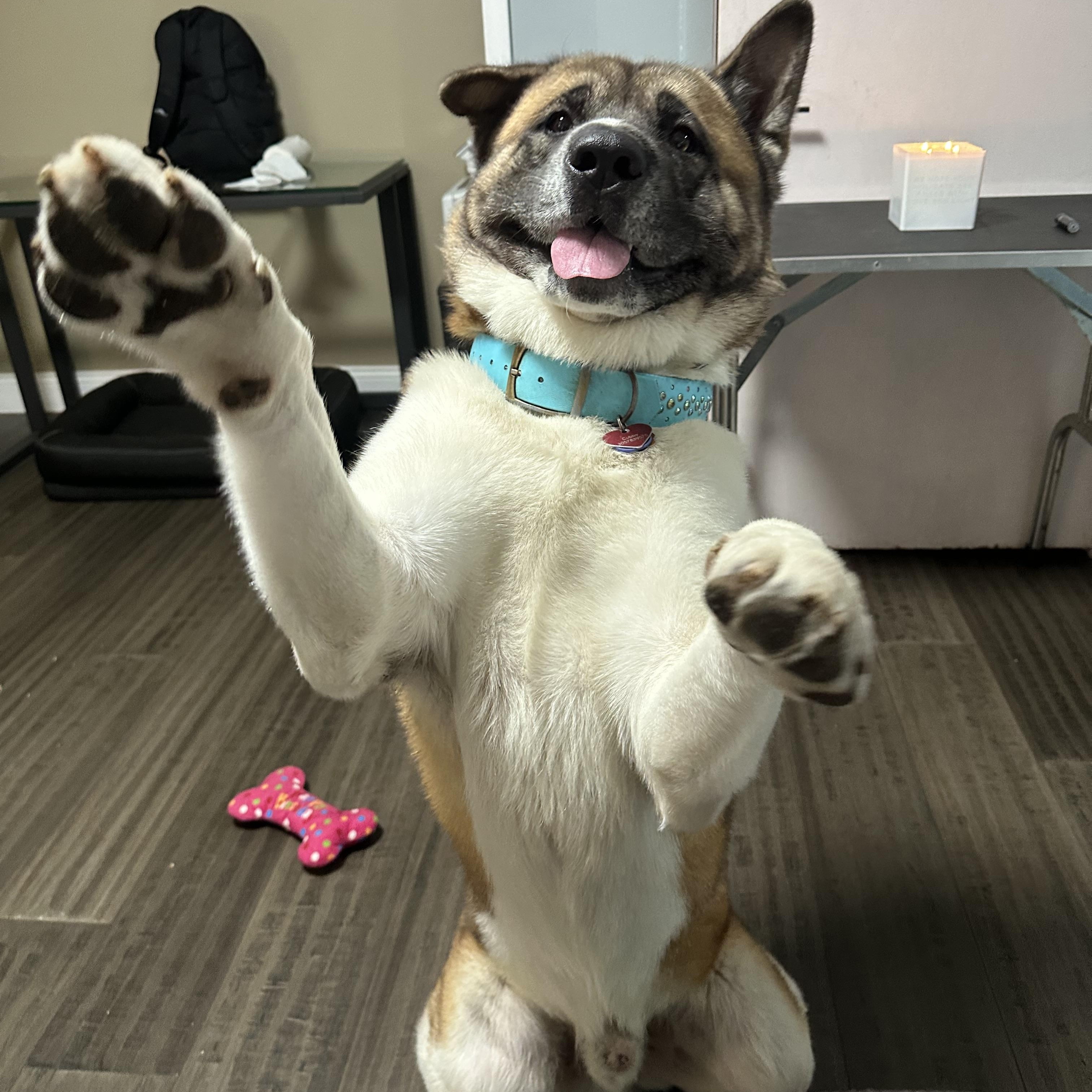 Cubby, ADOPTABLE, Young Male Akita.