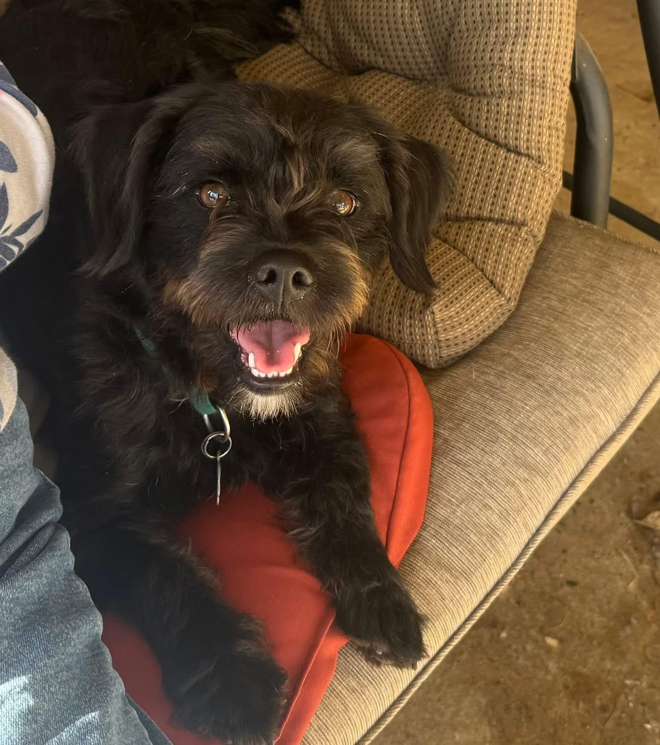 Enlarge Remi, an adopted Schnauzer in Grove City, OH image 4/5