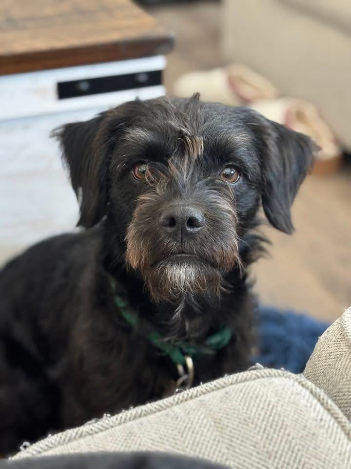 Enlarge Remi, an adopted Schnauzer in Grove City, OH image 3/5