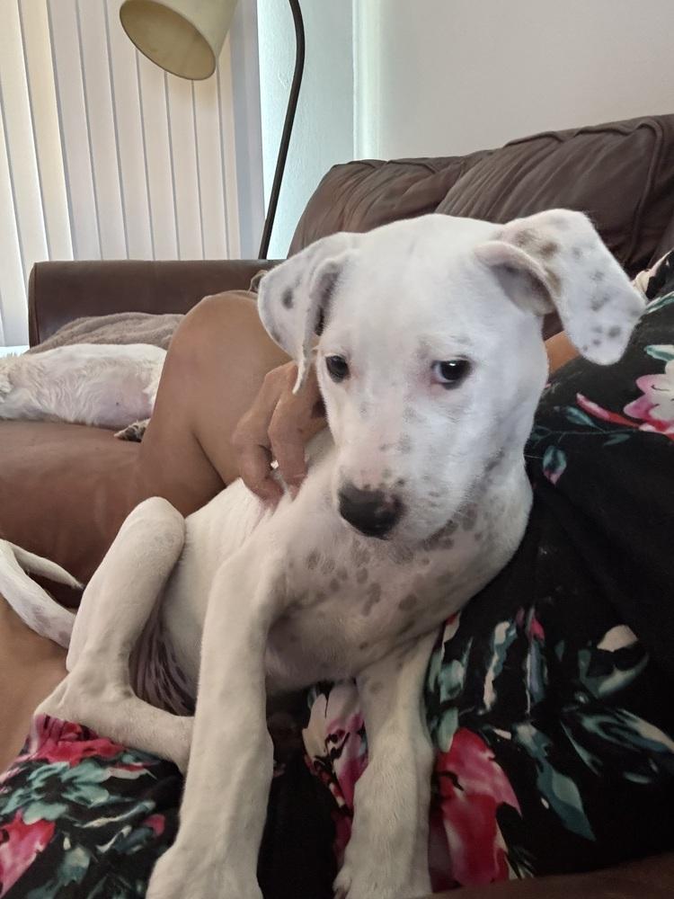 Perry, Adoptable, Young Male Mixed Breed & Mixed Breed.