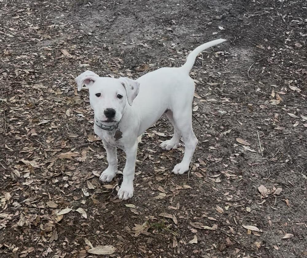 Perry, a Adoptable mixed breed in Orlando, FL image 2/5