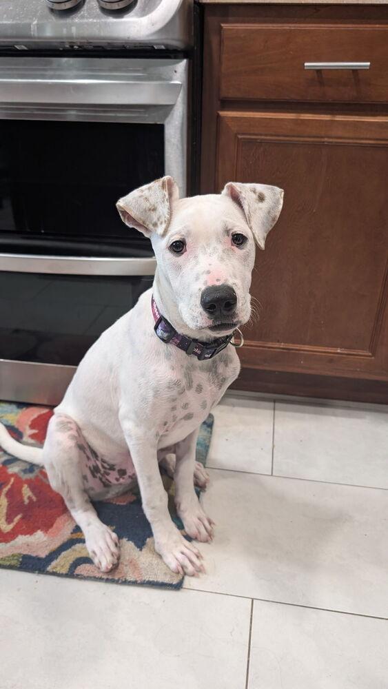 Enlarge Perry, a Adoptable mixed breed in Orlando, FL image 1/6