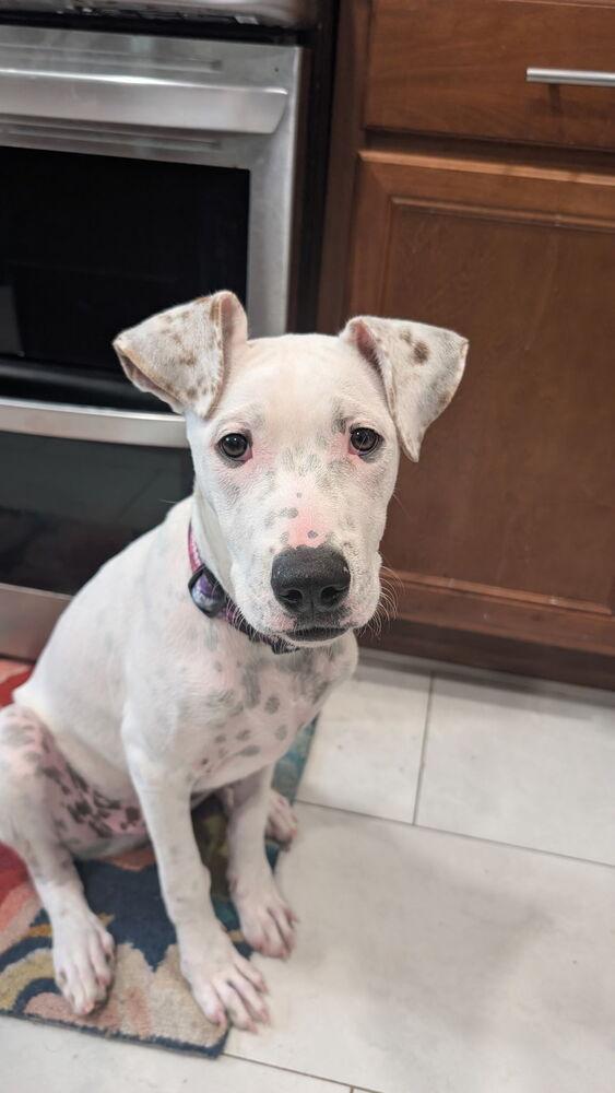Enlarge Perry, a Adoptable mixed breed in Orlando, FL image 2/6