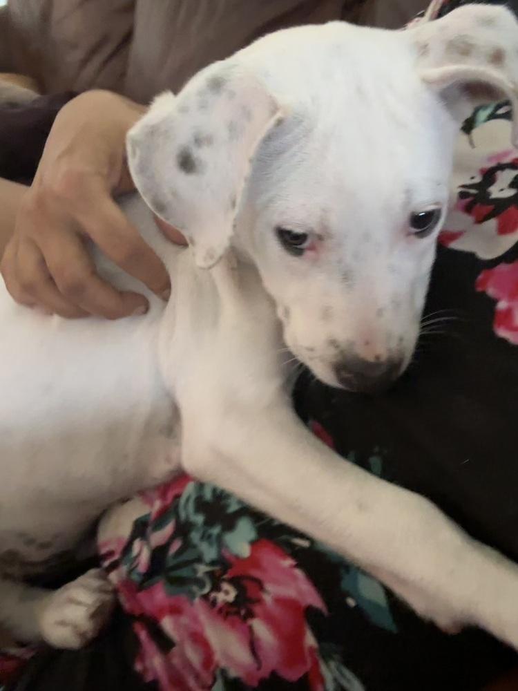 Perry, a Adoptable mixed breed in Orlando, FL image 3/5