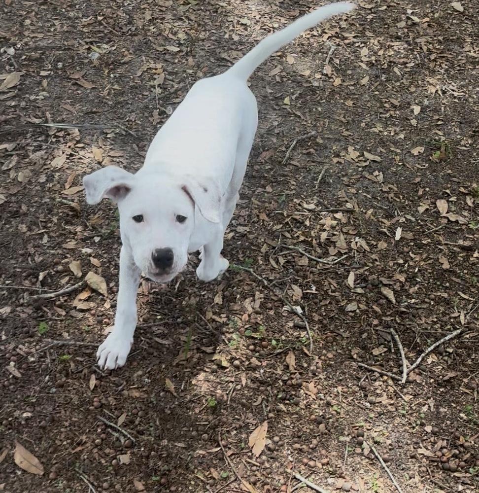 Perry, a Adoptable mixed breed in Orlando, FL image 4/5