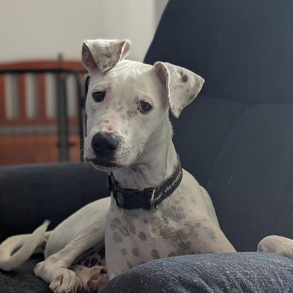 Enlarge Perry, a Adoptable mixed breed in Orlando, FL image 4/6