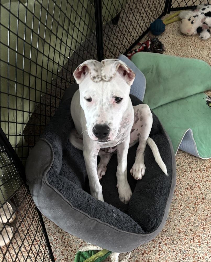 Enlarge Perry, a Adoptable mixed breed in Orlando, FL image 5/6