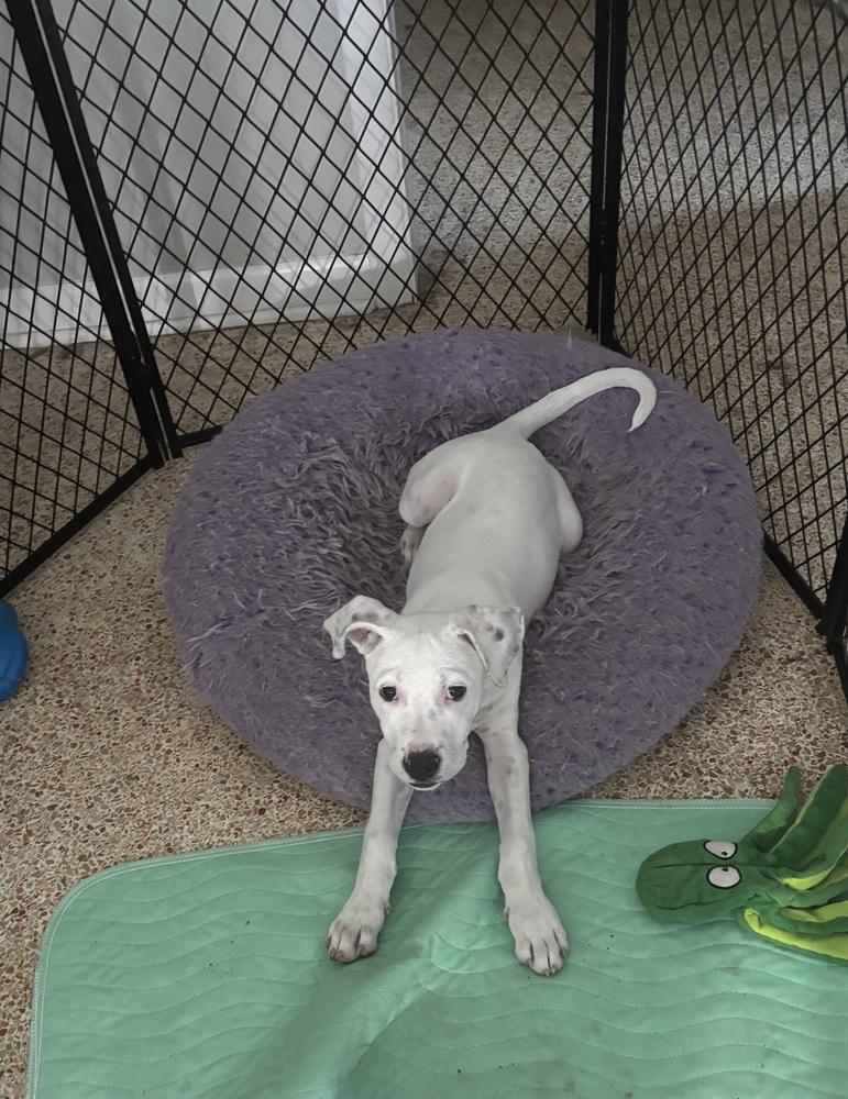 Perry, a Adoptable mixed breed in Orlando, FL image 5/5