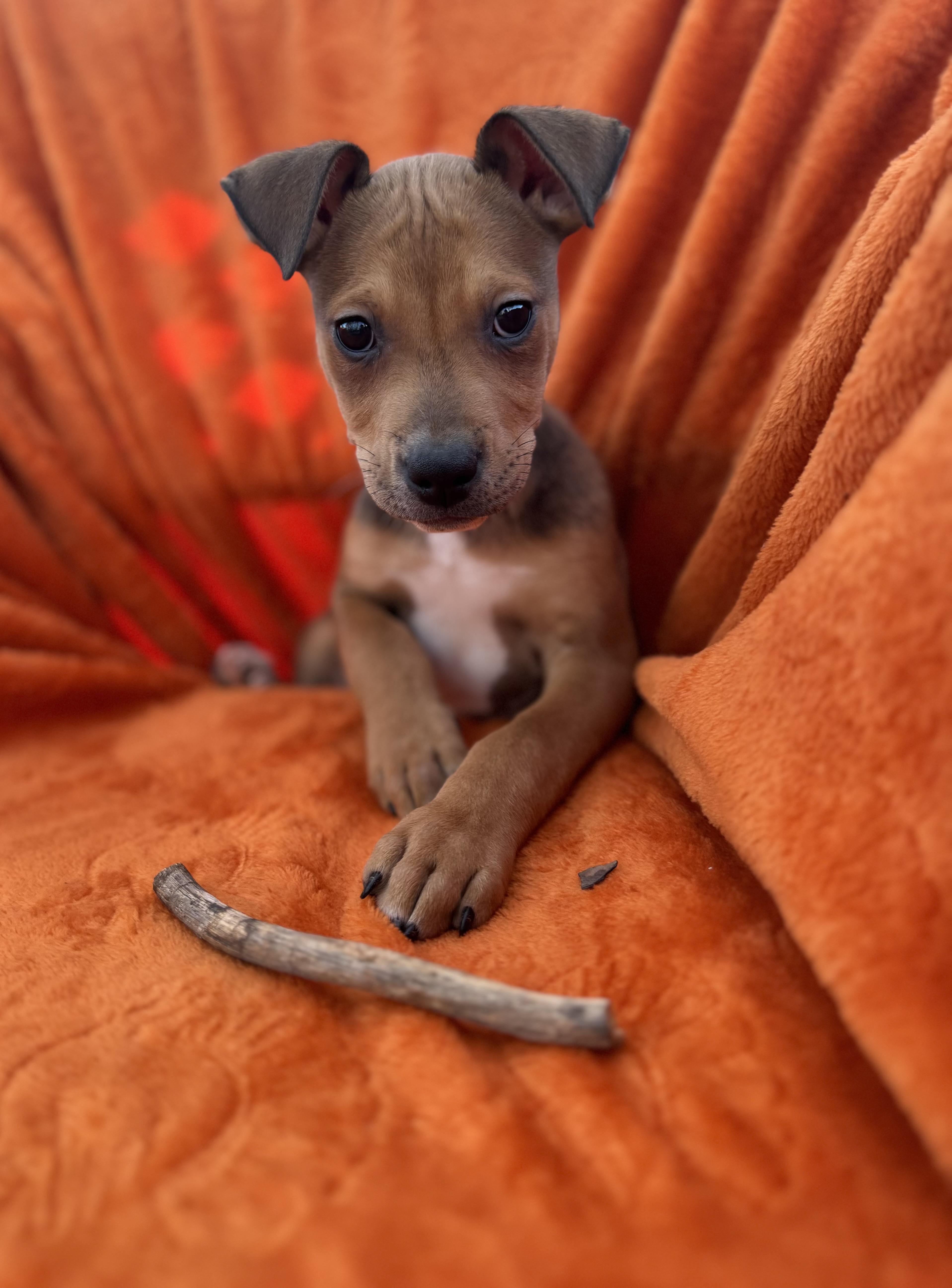 Stuart, Adoptable, Puppy Male Whippet.