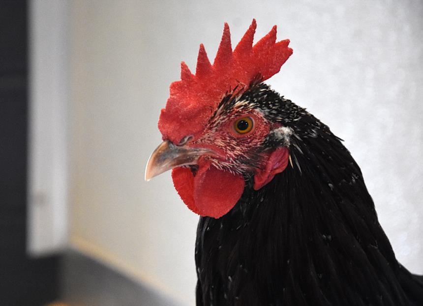Enlarge RO, a Adoptable Chicken in Loveland, CO image 1/1
