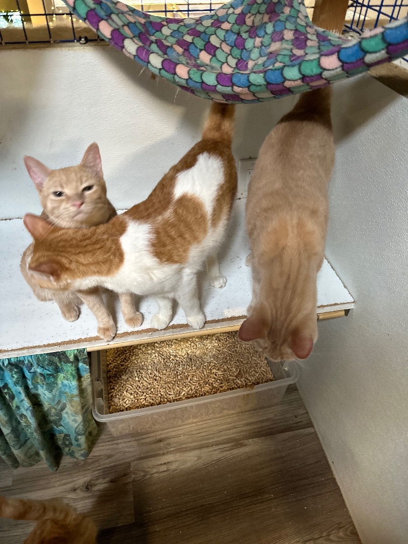 Orange medley # 2, a Adoptable Tabby in Pomona, CA image 1/12