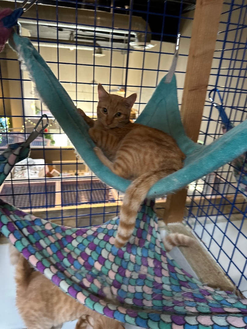 Orange medley # 2, a Adoptable Tabby in Pomona, CA image 2/12