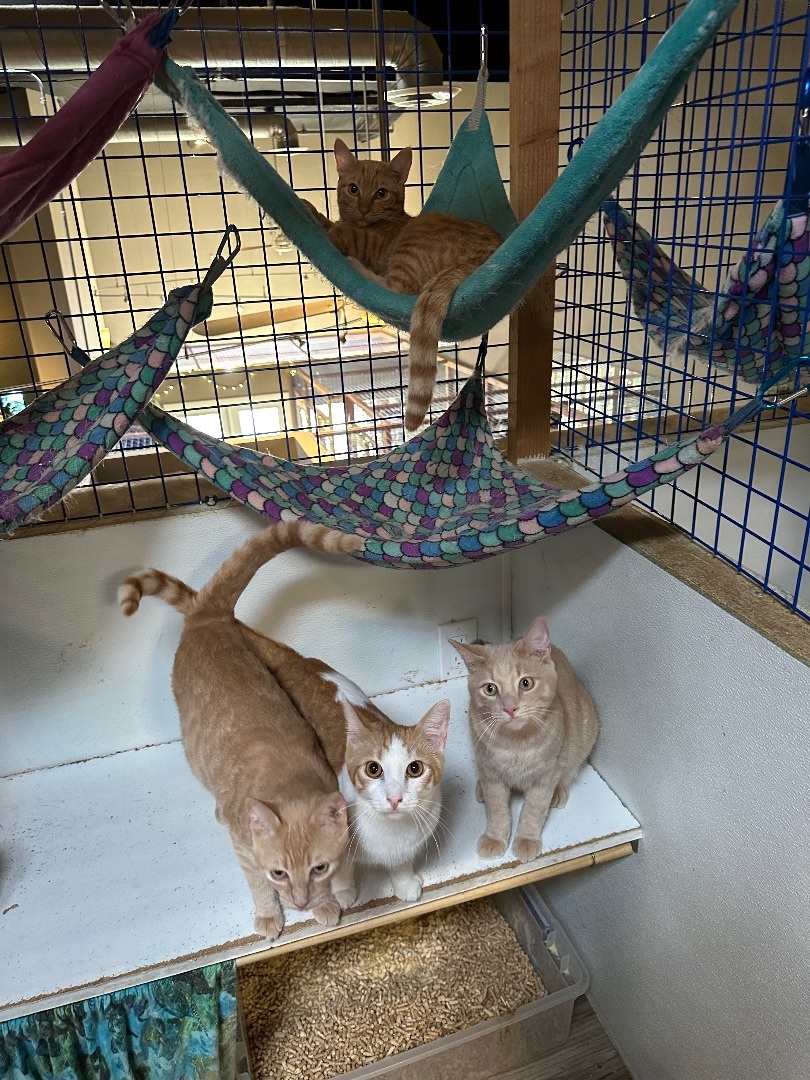 Orange medley # 2, a Adoptable Tabby in Pomona, CA image 3/12