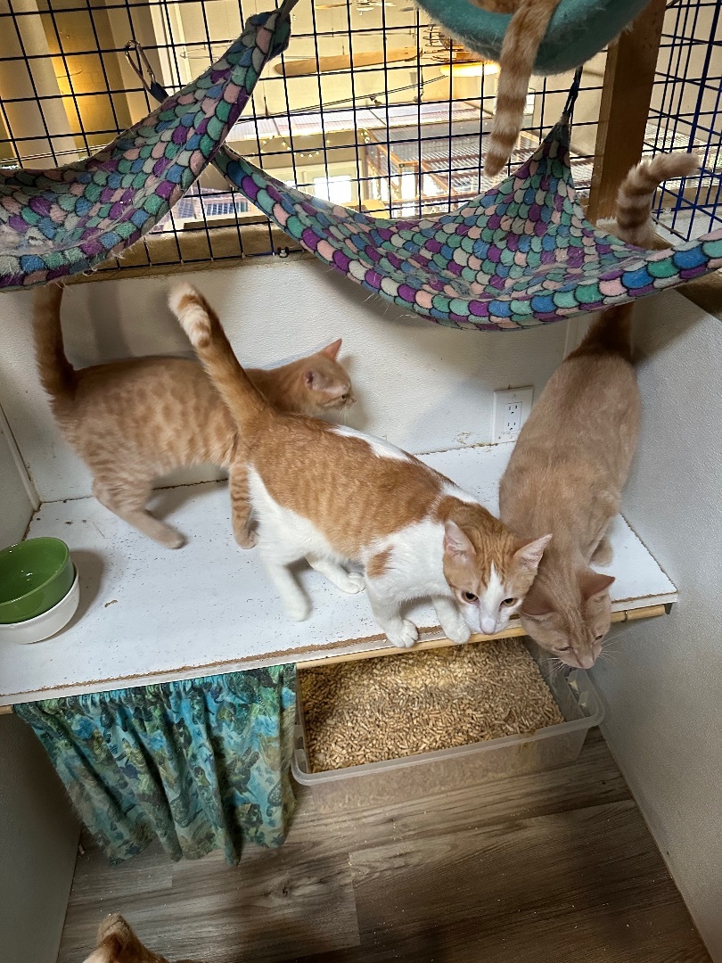 Orange medley # 2, Adoptable, Young Male Tabby.