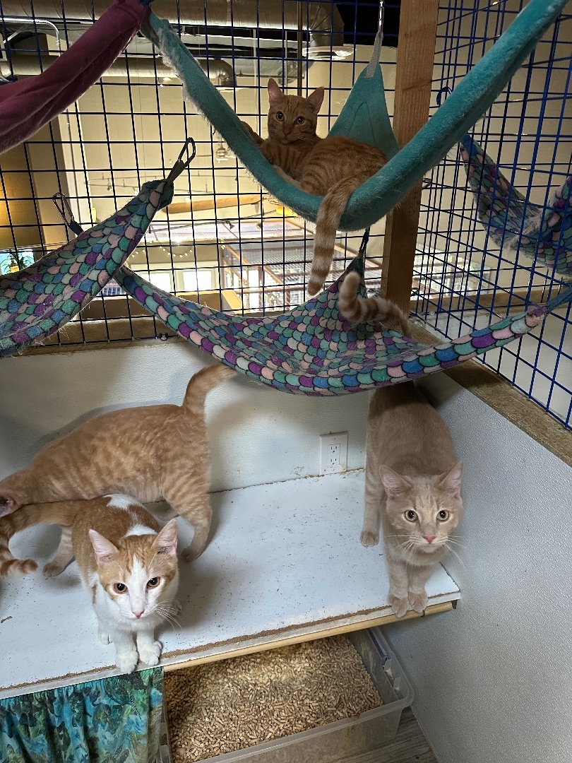 Orange medley # 2, a Adoptable Tabby in Pomona, CA image 5/12