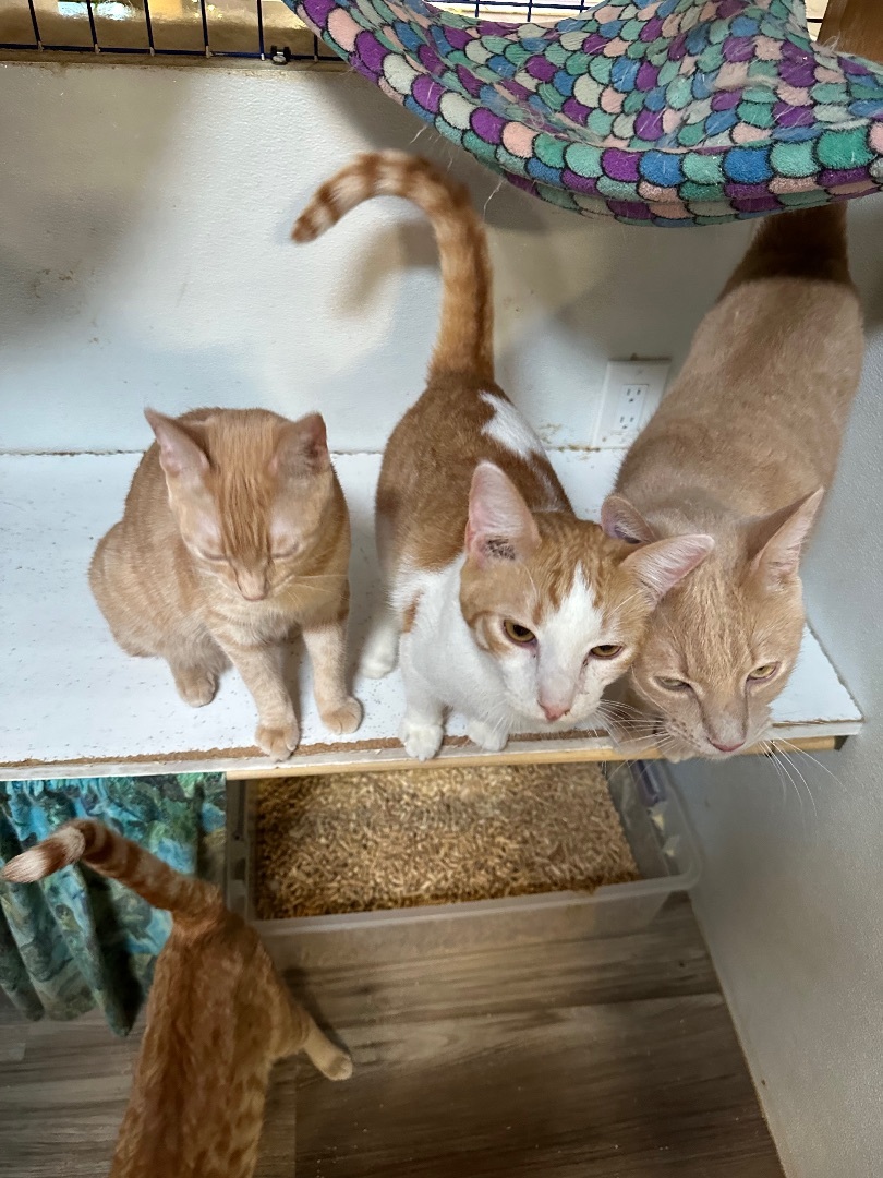 Orange medley # 2, a Adoptable Tabby in Pomona, CA image 6/12