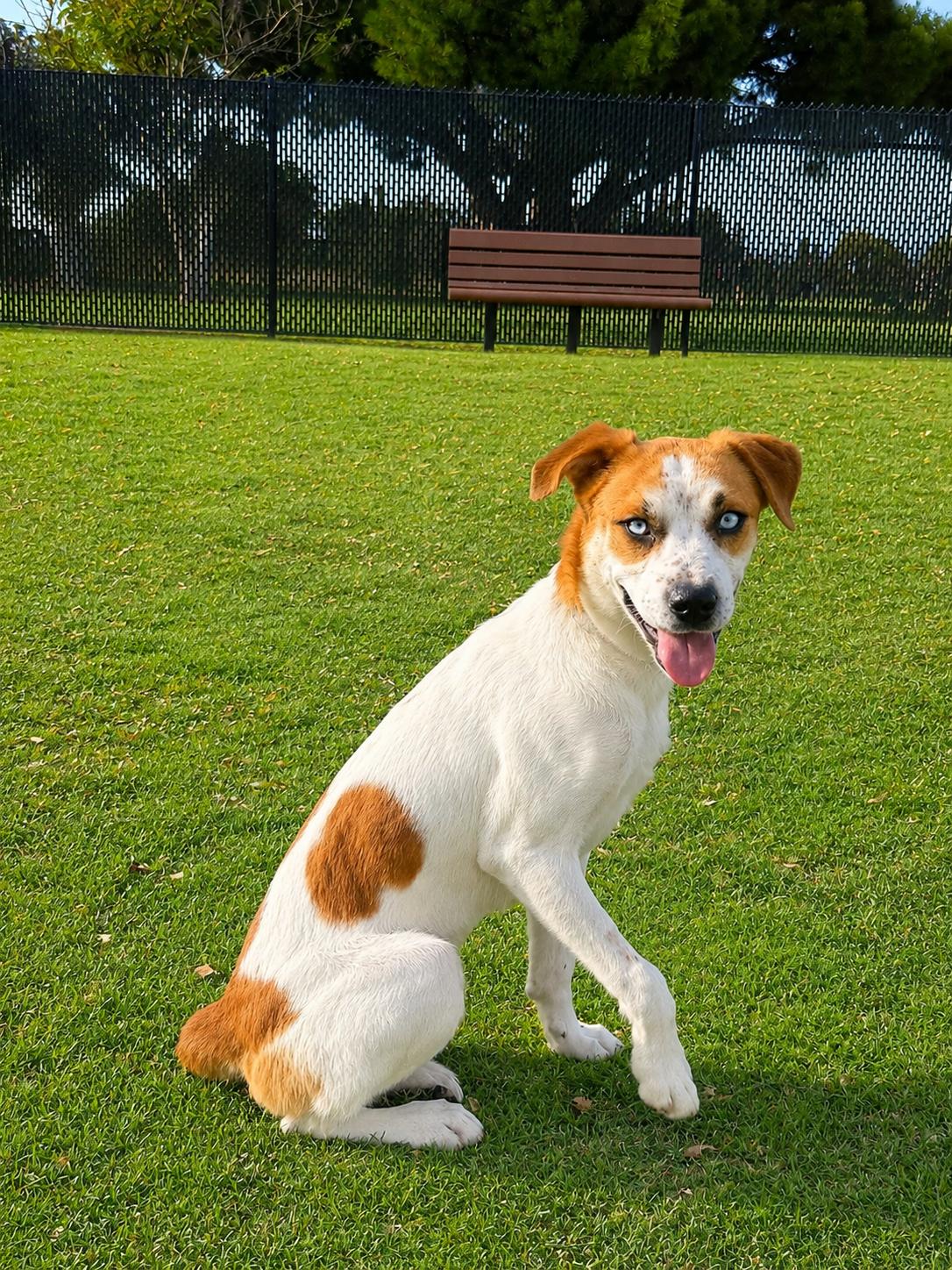 Enlarge Cleo, a Adoptable mixed breed in Orange, CA image 1/2