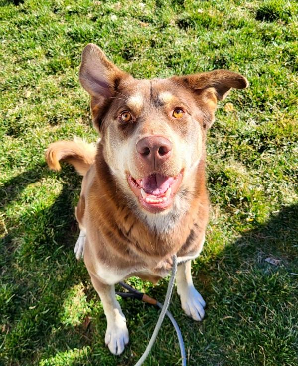 Rusty 45472, Adoptable, Adult Male Siberian Husky.