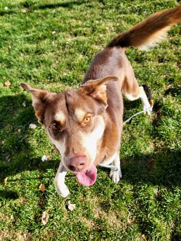Enlarge Rusty 45472, a Adoptable mixed breed in Pocatello, ID image 2/3