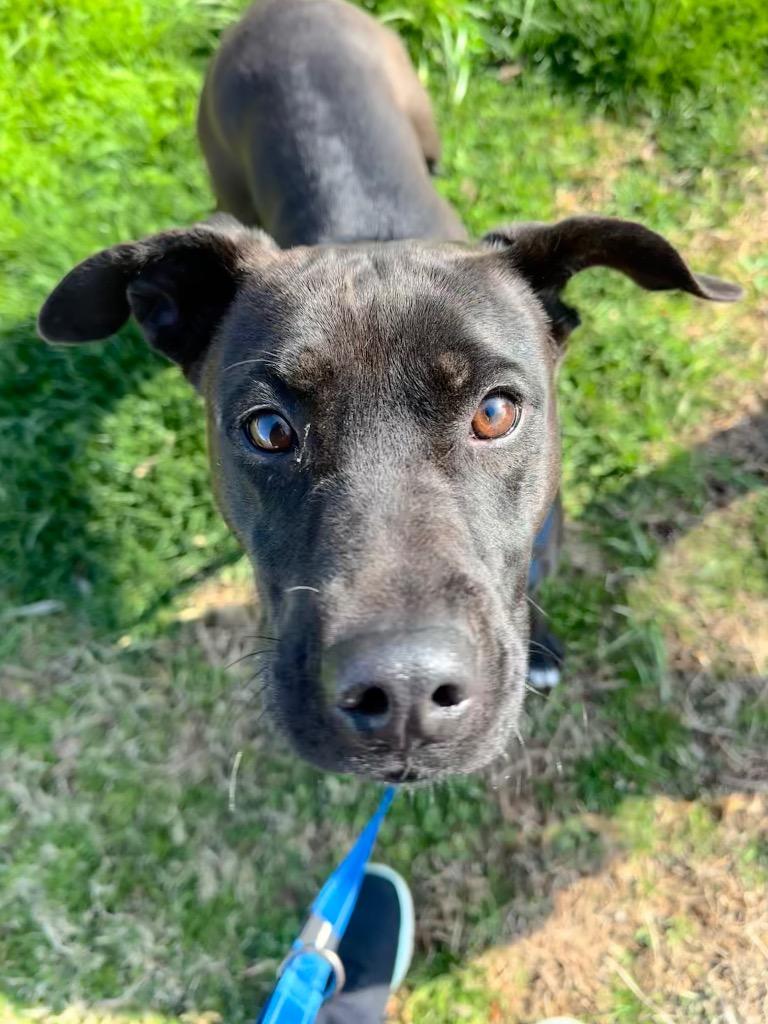 Enlarge Maggie, a Adoptable mixed breed in Burnsville, NC image 2/2